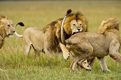 游戏《海绵宝宝：宇宙摇摆》获原版动画配音支持